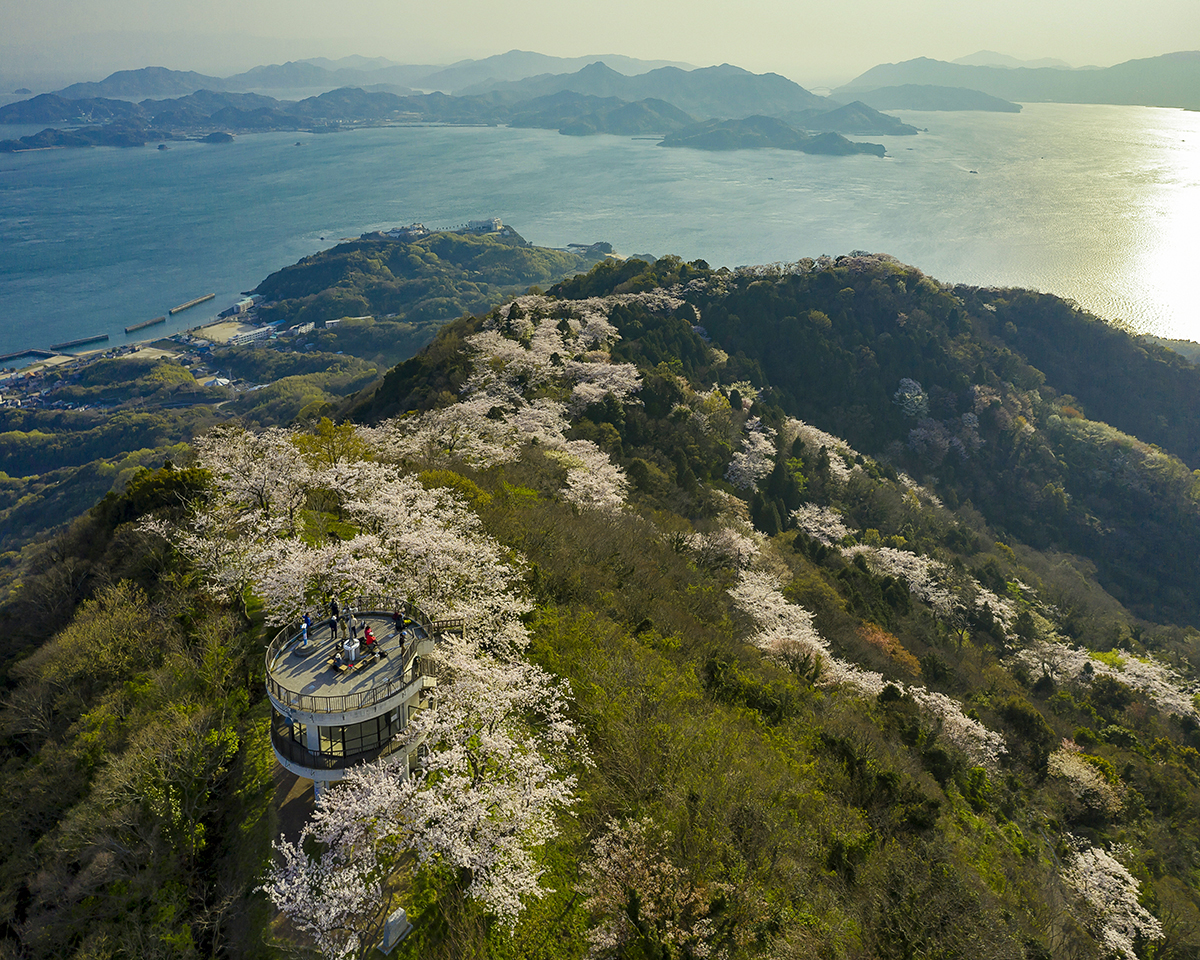 iwagi_sekizen_sakura