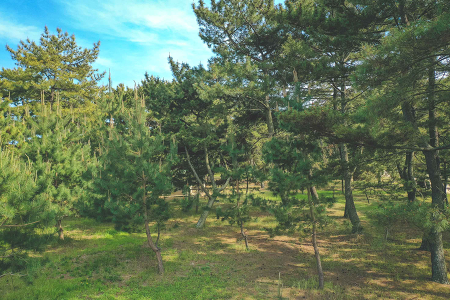 鬱蒼と茂る松林