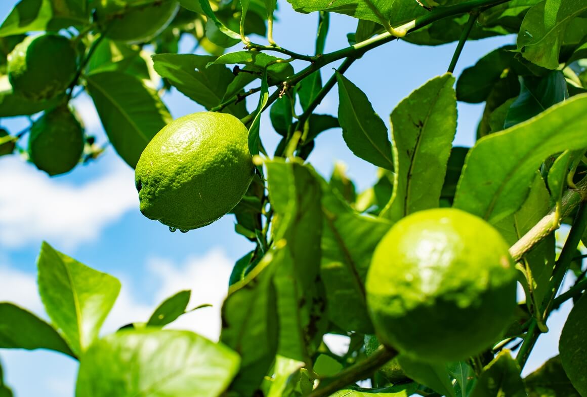 ようこそ、青いレモンの島へ