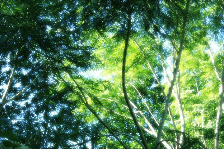 ゆめしまセーリング開催のお知らせ