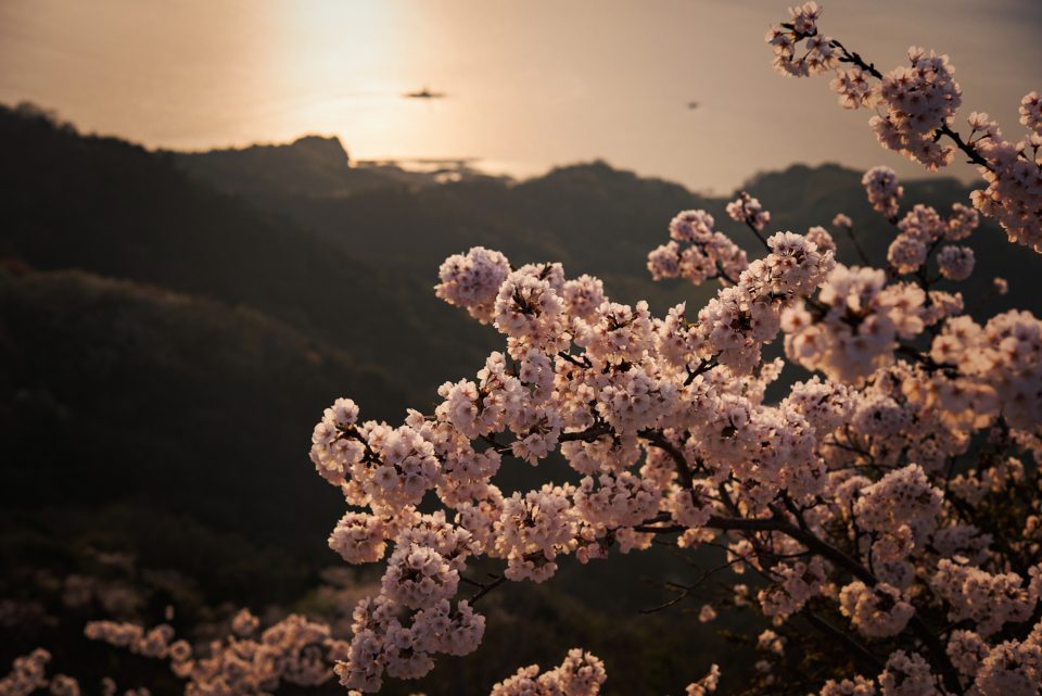 【2020開花情報】積善山三千本桜