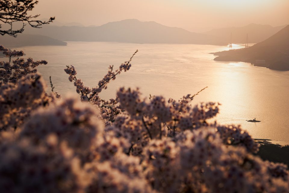 【2021開花情報】積善山三千本桜