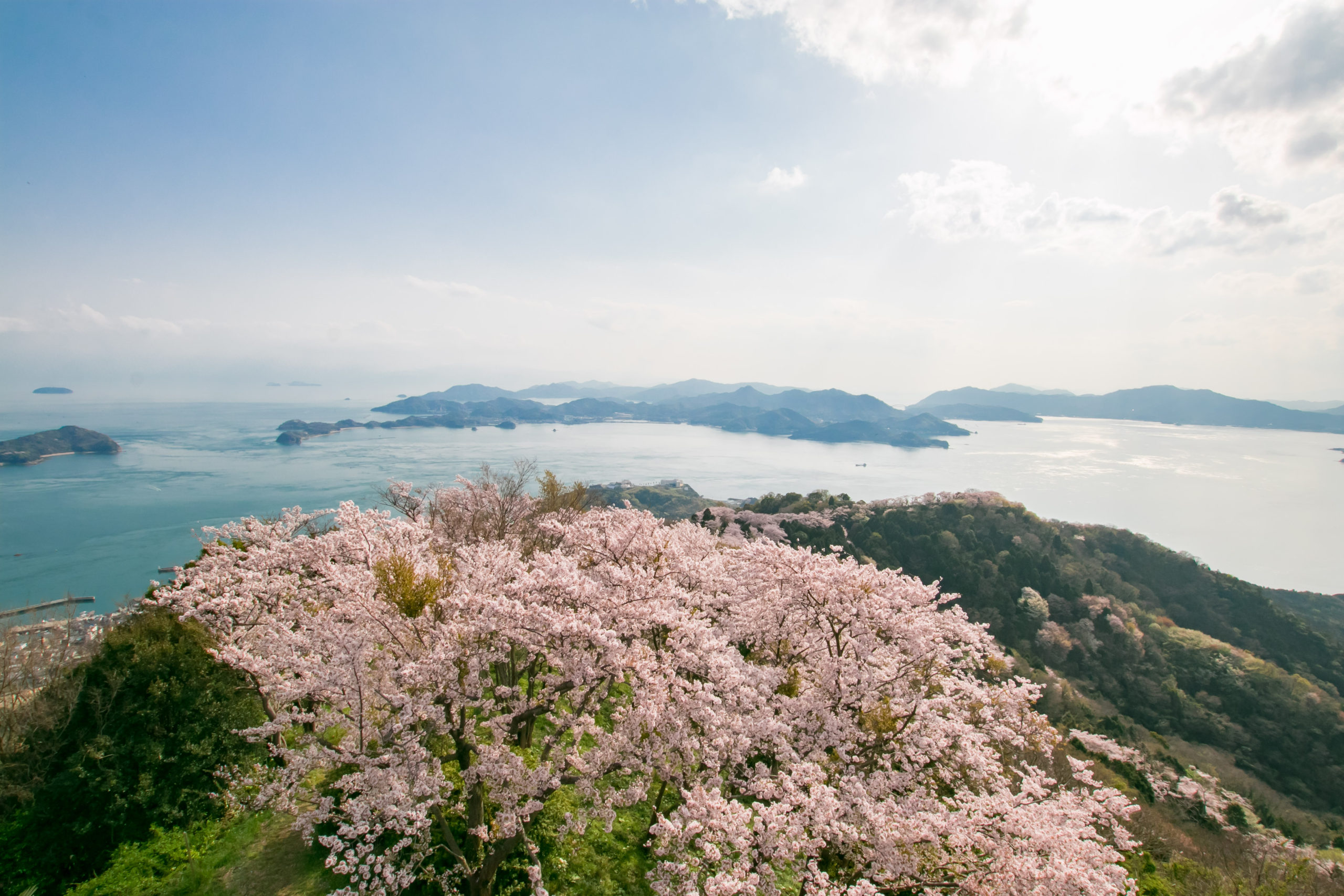 岩城島積善山三千本桜 | 瀬戸内かみじまトリップ-上島町観光ガイド