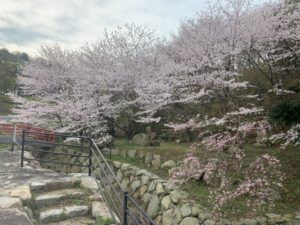 積善山桜