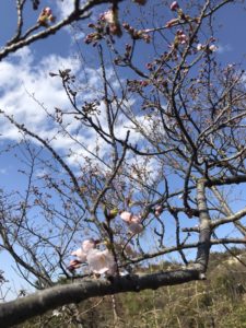 麓の桜