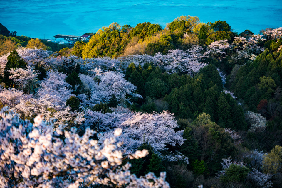 <em>桜を巡る離島旅</em> 「三千本桜を守る人々」 岩城島・積善山<br /><sub>Island trip around Sakura / "People who protect 3,000 Sakura trees" Mt.Sekizen, Iwagi island<sub>