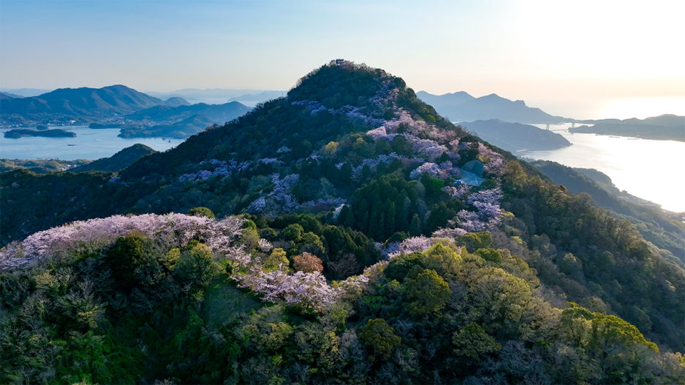 2024開花情報 積善山三千本桜